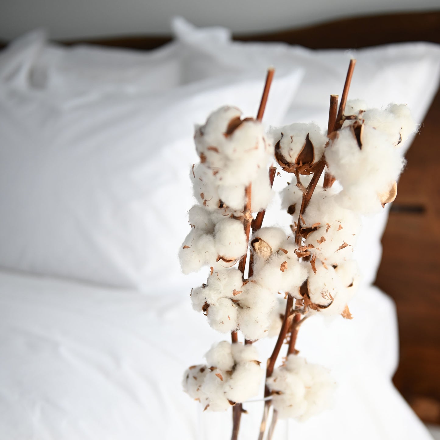 Nico Organic | Pillowcases and Shams